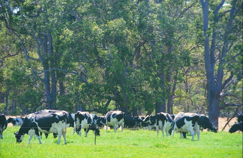 Boyanup - Hotel WA 0