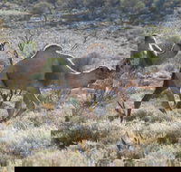 Canning Stock Route - Hotel WA