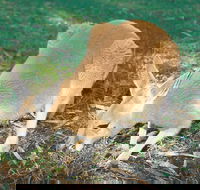 Caversham - Hotel WA