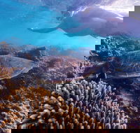 Complete Ningaloo Reef Experience - Hotel WA