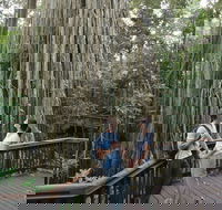 Curtain Fig Tree Yungaburra - Hotel WA
