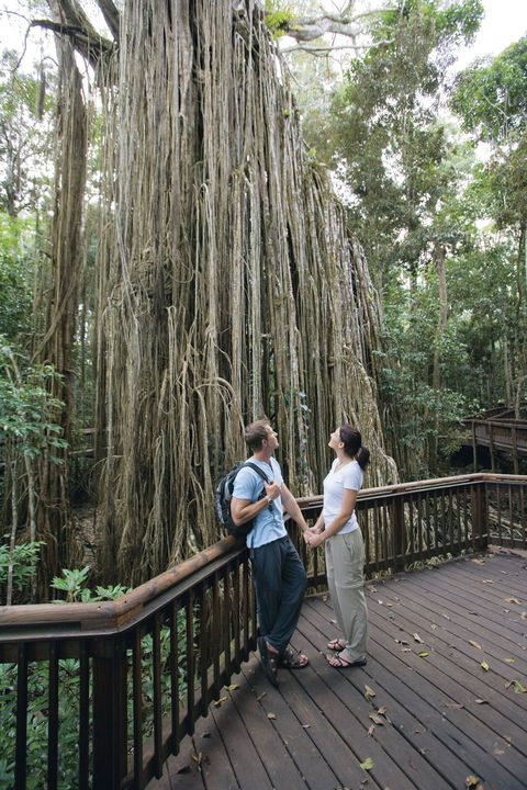 Curtain Fig Tree, Yungaburra - Hotel WA 0