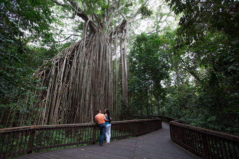 Curtain Fig Tree, Yungaburra - Hotel WA 1