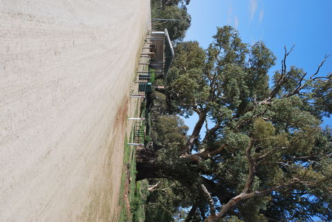 Giant Gum Tree - Hotel WA 1