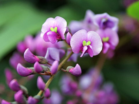 Inverawe Native Gardens - Hotel WA 2