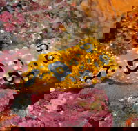 Magic Mountain Dive Site - Hotel WA