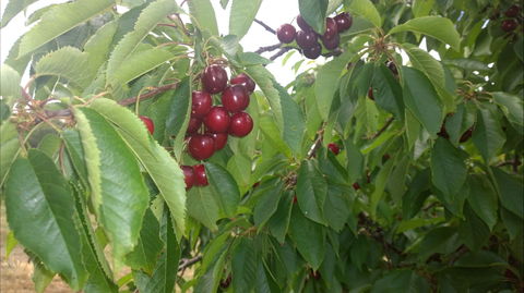 Martin's Orchard - Hotel WA 0