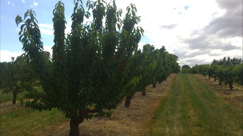 Martin's Orchard - Hotel WA 1