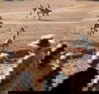 Monarto Safari Park - Hotel WA