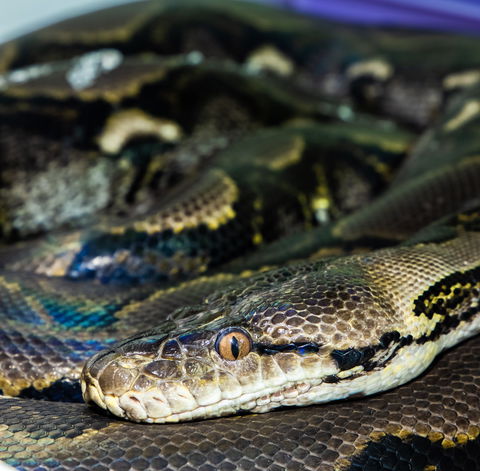 Serpentarium Wildlife Park Tasmania - Hotel WA 1