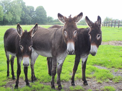The Good Samaritan Donkey Sanctuary - Hotel WA 0