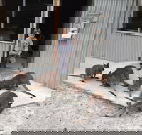 The Patriarch Wildlife Sanctuary - Hotel WA