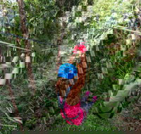 TreeTop Challenge - Sunshine Coast - Hotel WA