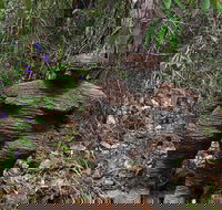 Understory Art In Nature - Hotel WA