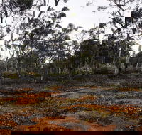 Woylie Walk Dryandra Woodland - Hotel WA