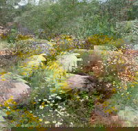 Ben Hall's Cave Walking Track - Hotel WA