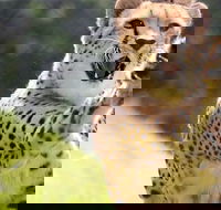 Billabong Zoo Koala and Wildlife Park - Hotel WA