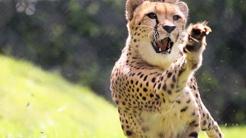 Billabong Zoo: Koala And Wildlife Park - Hotel WA 0