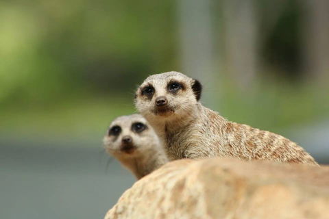 Billabong Zoo: Koala And Wildlife Park - Hotel WA 1