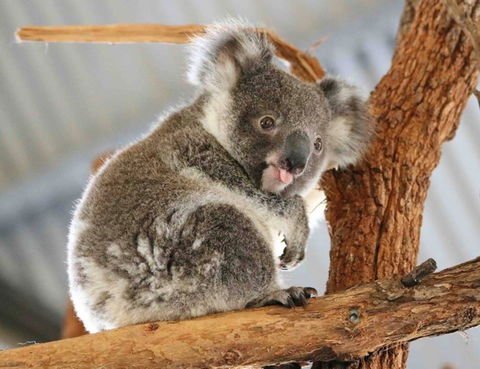 Billabong Zoo: Koala And Wildlife Park - Hotel WA 2