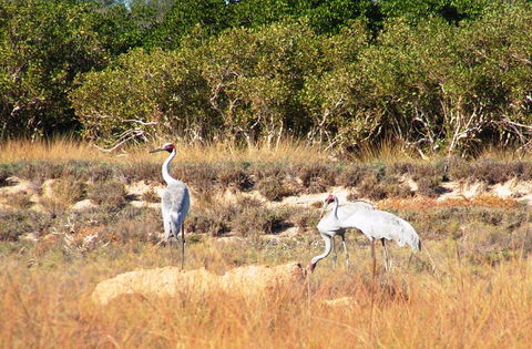 Cape Keraudren Nature Reserve - Hotel WA 0