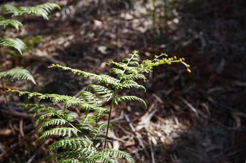Langwarrin Flora And Fauna Reserve Walking Trails - Hotel WA 0