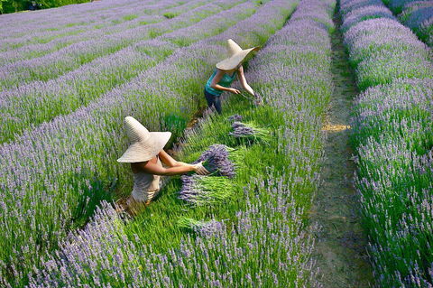 Lavandula Swiss Italian Farm - Hotel WA 0