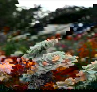 Newtown Park State Rose Garden - Hotel WA