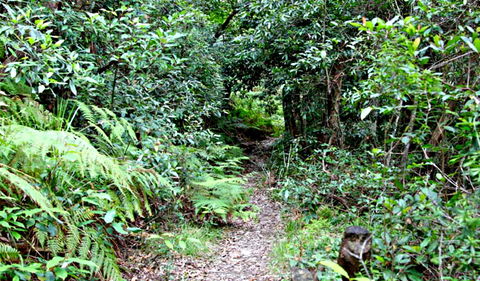 Seaforth Oval To Natural Bridge Track - Hotel WA 0