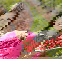 The Super Strawberry - Hotel WA