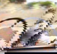 Toddler Thursdays at Werribee Open Range Zoo - Hotel WA