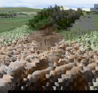 Curringa Farm - Accommodation and Farm Tours - Hotel WA