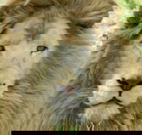 Darling Downs Zoo - Hotel WA