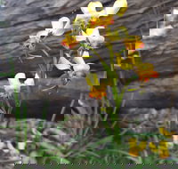 Dawn Atwell Nature Reserve - Hotel WA