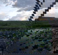 Fogg Dam Conservation Reserve - Hotel WA