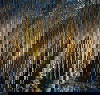 Hastings Caves and Thermal Springs - Hotel WA