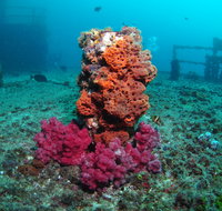 HMAS Brisbane Dive Site - Hotel WA