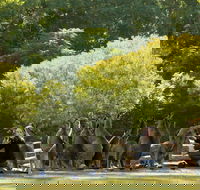 Lone Pine Koala Sanctuary - Hotel WA