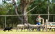 Lone Pine Koala Sanctuary - thumb 2