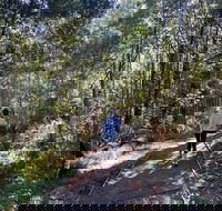 Lyrebird Circuit Walk - Hotel WA