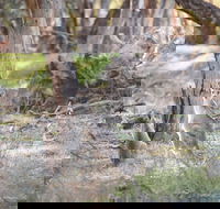 Nyah Vinifera Park - Hotel WA