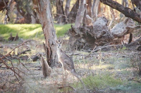 Nyah Vinifera Park - Hotel WA 0