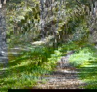 Stoodley Forest Walk and Arboretum - Hotel WA