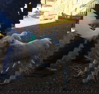 Taralga Wildlife Park - Hotel WA