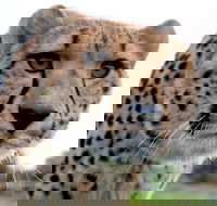 Tasmania Zoo - Hotel WA