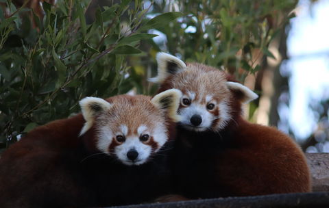 Tasmania Zoo - Hotel WA 1