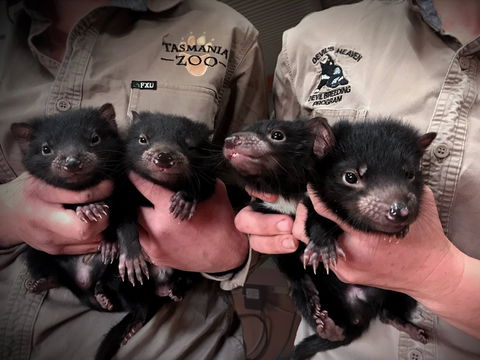 Tasmania Zoo - Hotel WA 2