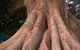 The Big Fig Tree - thumb 0