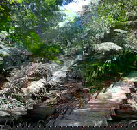 Wirrawilla Rainforest Walk - Hotel WA