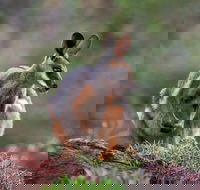 Arkaroola Wilderness Sanctuary - Hotel WA